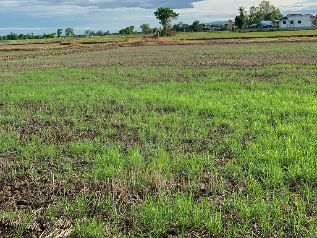 ภาพที่ 2