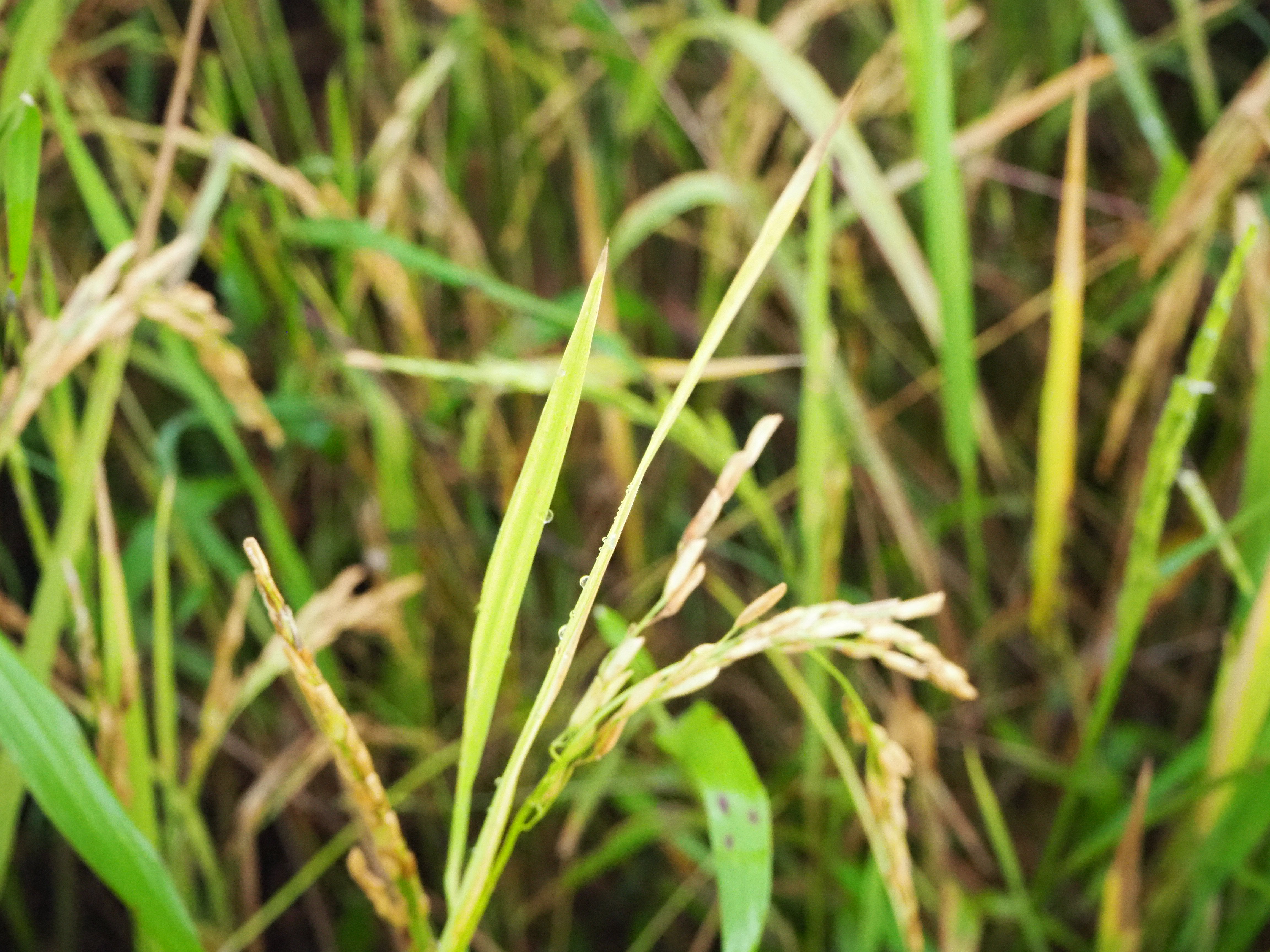 ภาพที่ 6