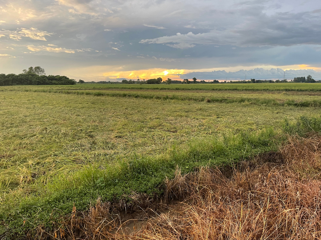 ภาพเปรียบเทียบกับแปลงใกล้เคียง