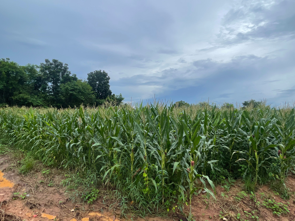 แปลงที่ใช้สารปรับปรุงดิน