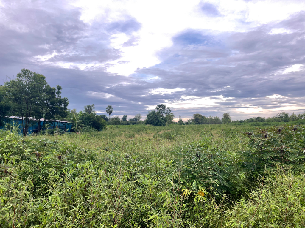 แปลงที่ไม่ได้ใช้สารปรับปรุงดิน