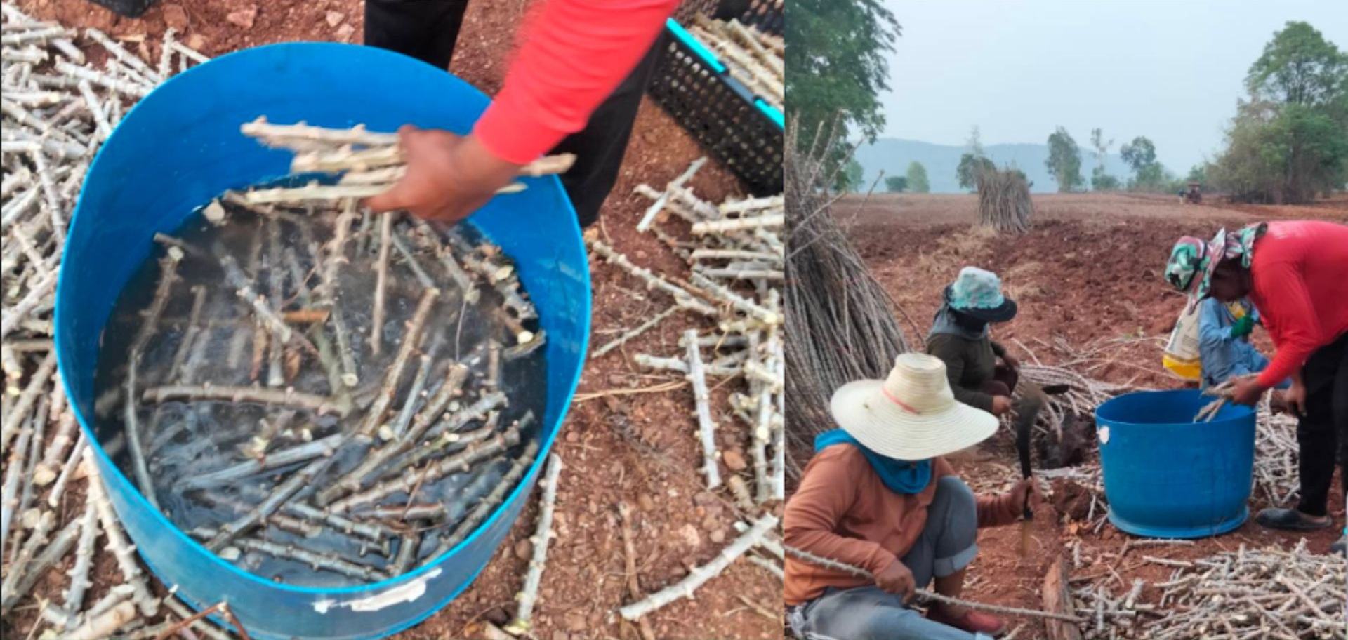 ภาพที่ 6