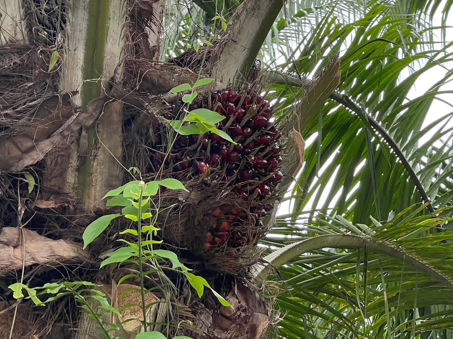 ภาพที่ 1