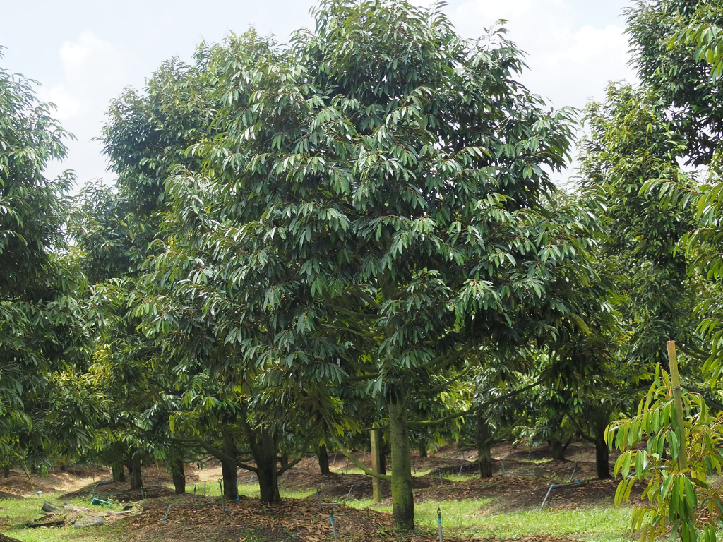 ภาพที่ 3