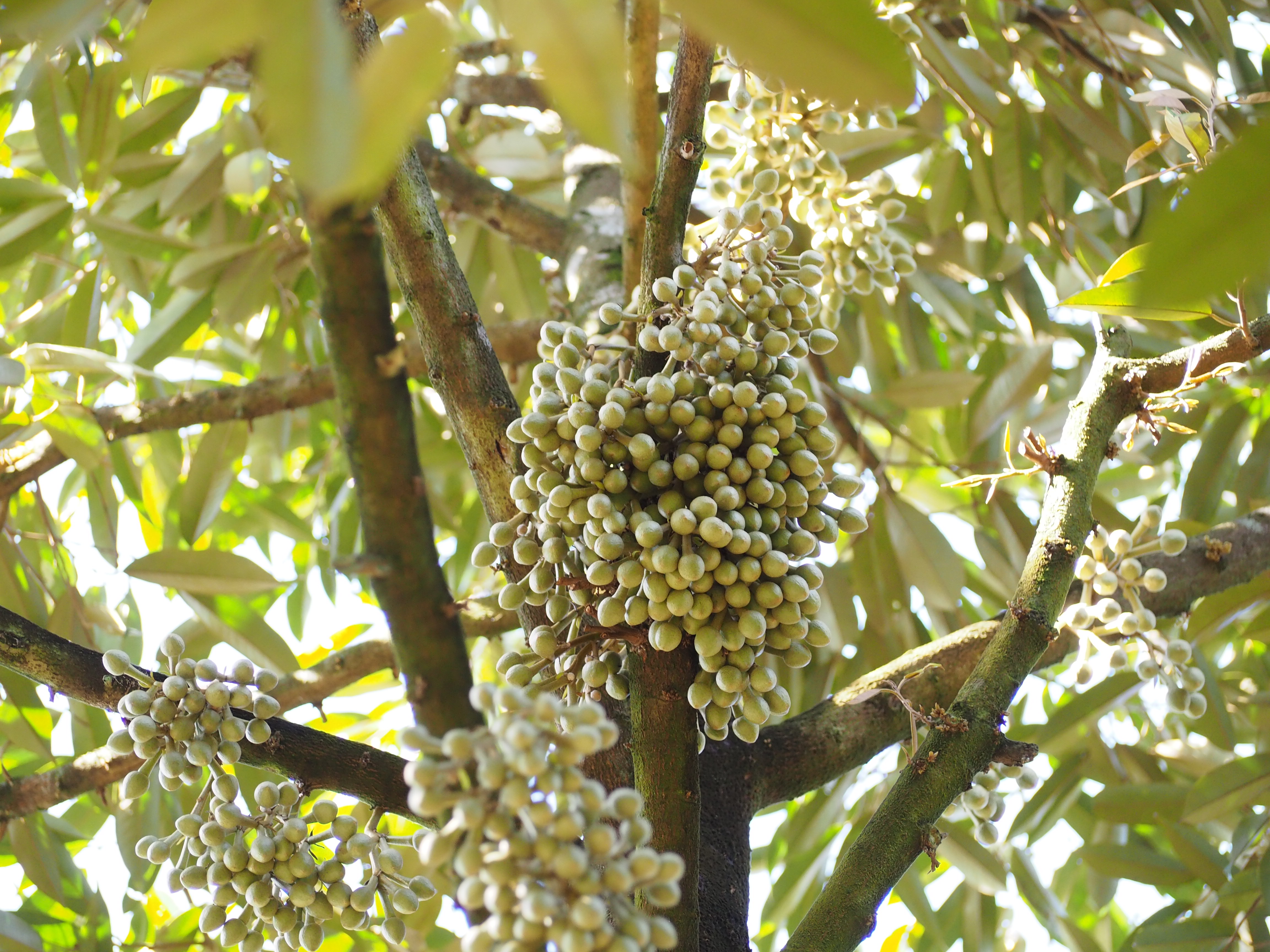 ภาพที่ 4