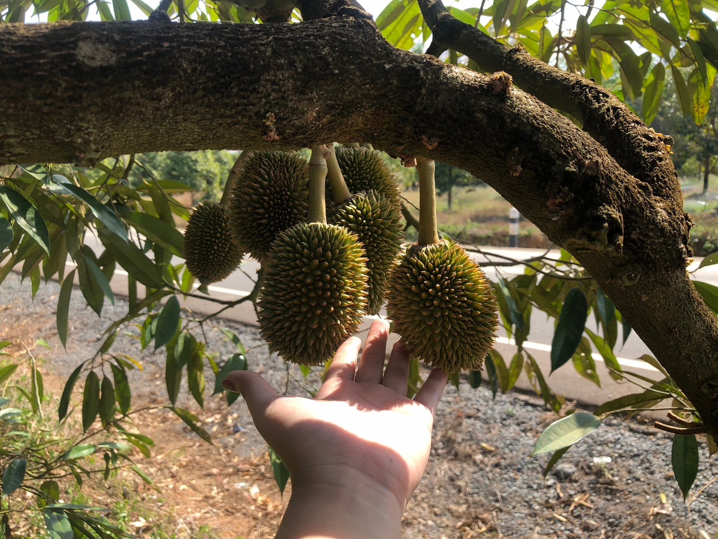 ภาพที่ 6