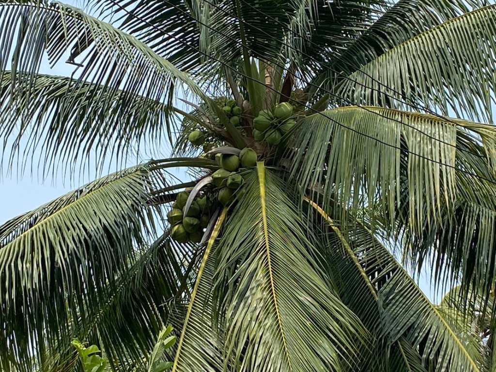 ภาพที่ 2