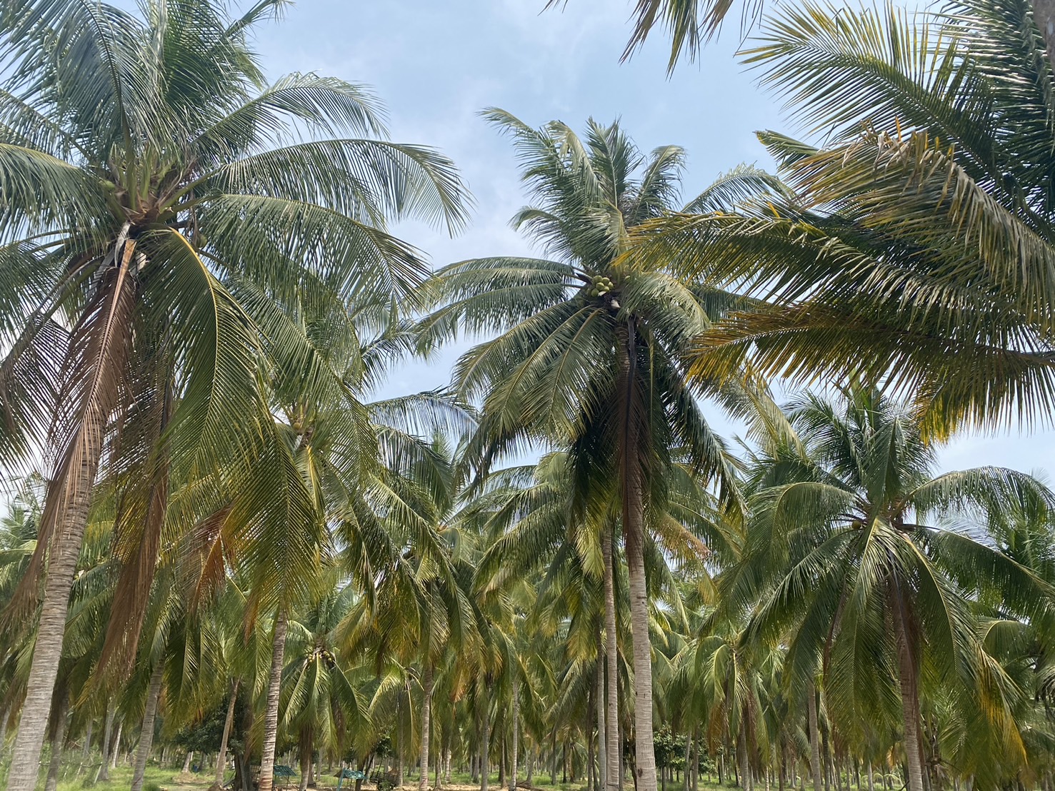 แปลงที่ไม่ได้ใช้สารปรับปรุงดิน