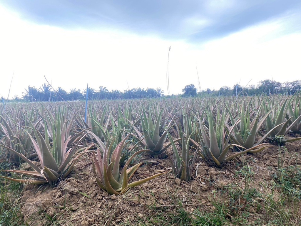 แปลงที่ใช้สารปรับปรุงดิน