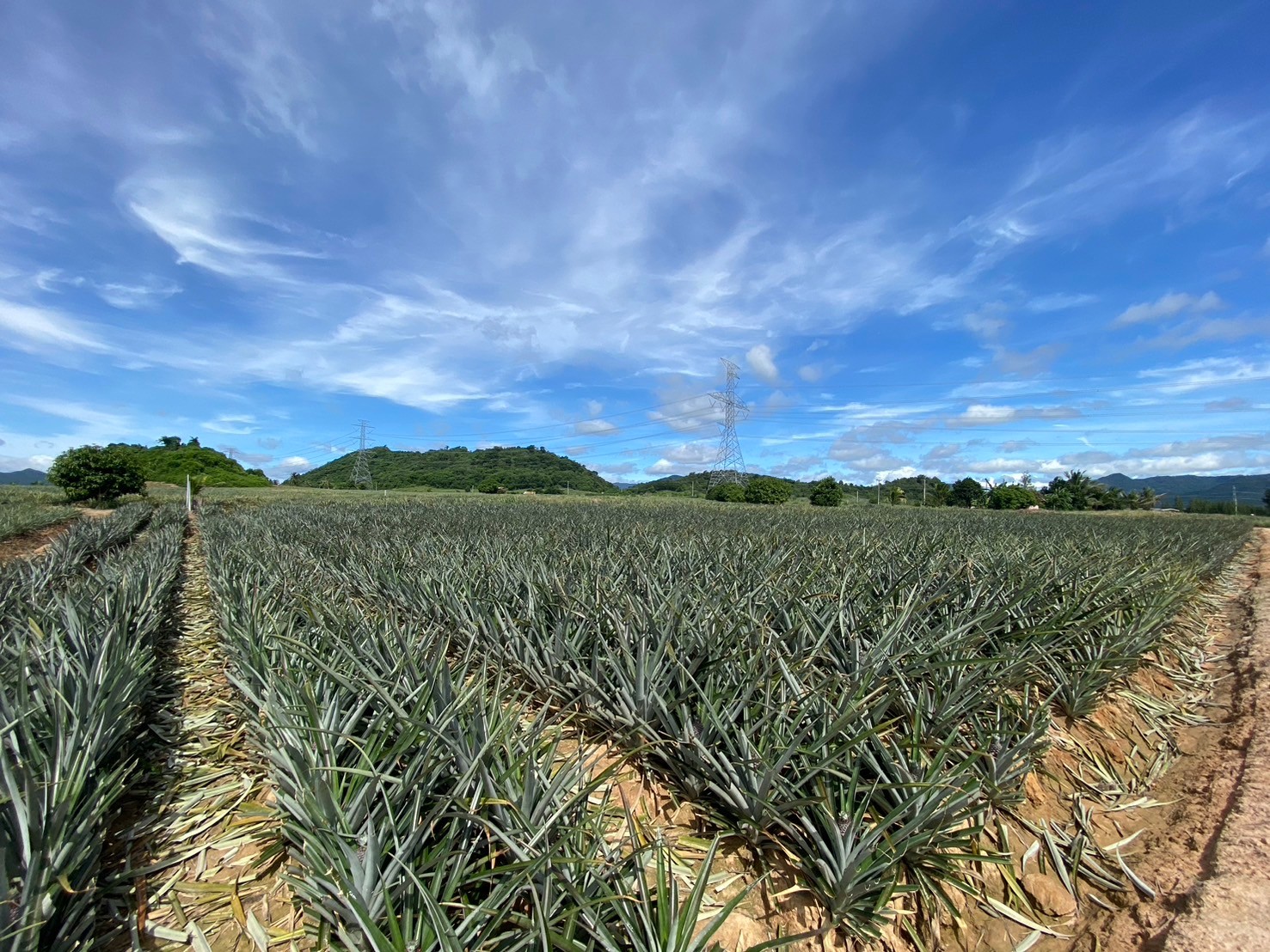 ภาพเปรียบเทียบกับแปลงใกล้เคียง