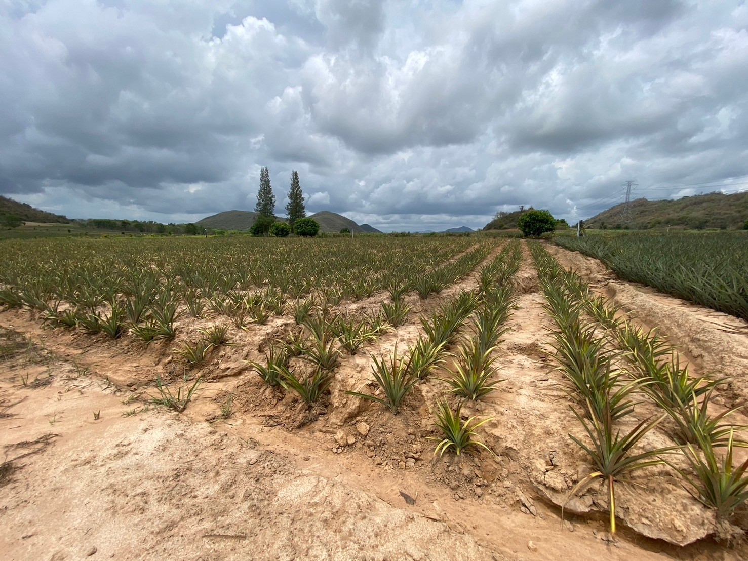 แปลงที่ใช้สารปรับปรุงดิน