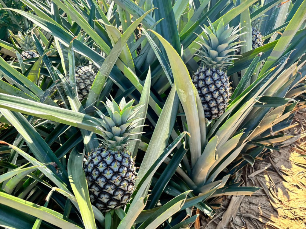 ภาพที่ 1