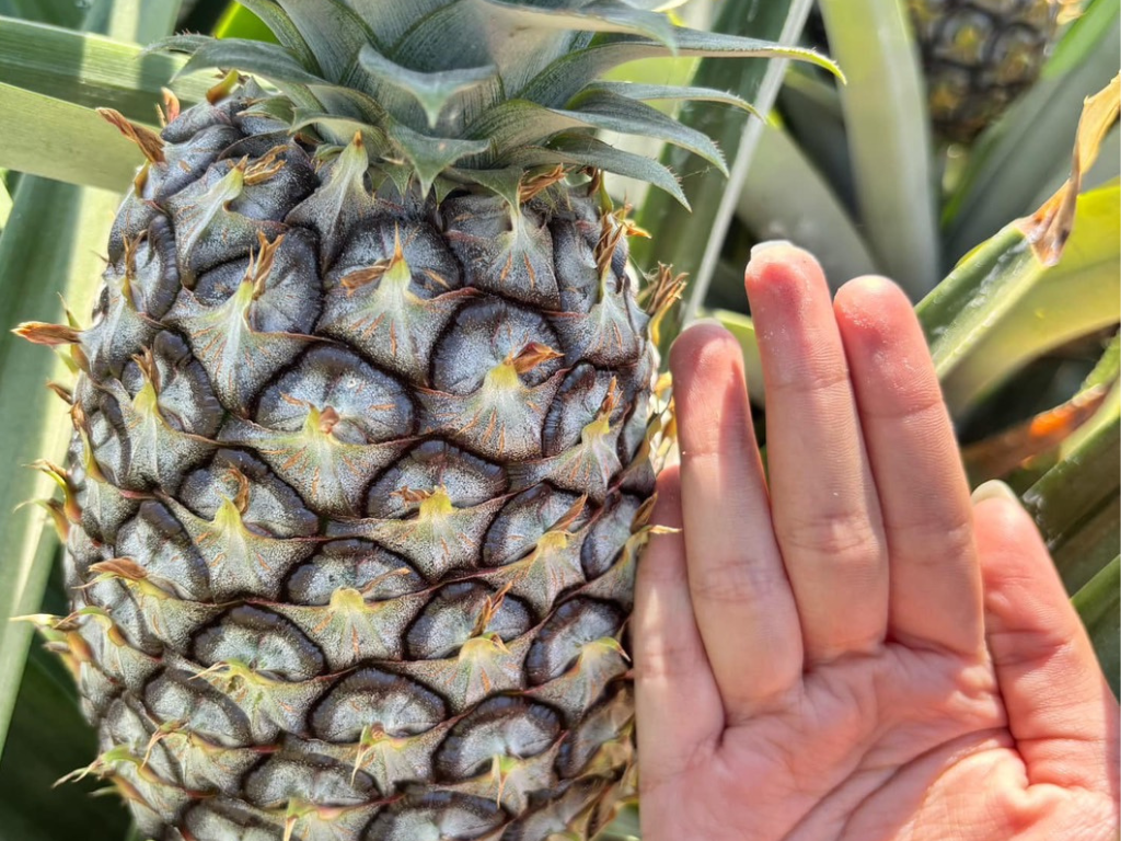 ภาพที่ 2